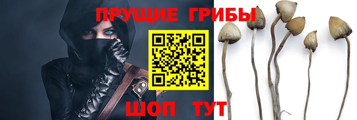 Псилоцибиновые грибы GOLDEN TEACHER Верхняя Салда
